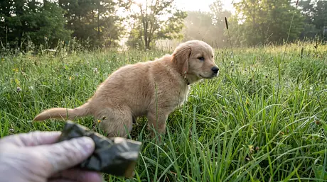 Guida ai Colori delle Fecie del Cucciolo: Cosa È Normale e Cosa No