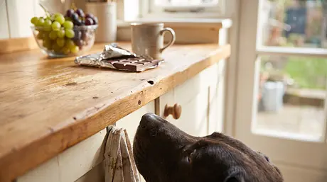 Cibi tossici per i cani: cosa evitare e cosa fare