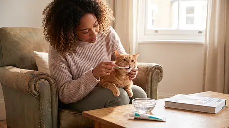 Cura Dentale del Gatto: Segni di Dolore ai Denti e Pulizia