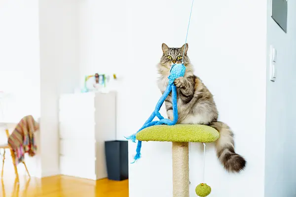 Cómo mantener activo a tu gato de interior: Ideas de ejercicio divertidas y creativas para felinos felices y saludables